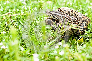 Dangerous animal (Burmese python) could be found between the green grasses on your backyard