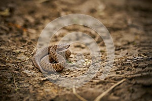 The common adder Vipera berus on the ground