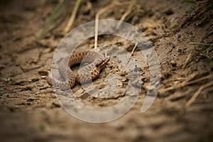 The common adder Vipera berus on the ground