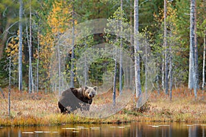 Dangerous animal in nature forest and meadow habitat. Wildlife scene from Finland near Russia bolder. Autumn forest with bear. Bea