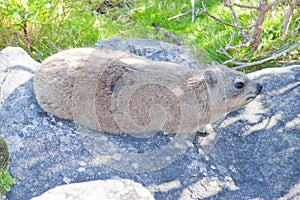 Dangerous animal rodent in Cape Town