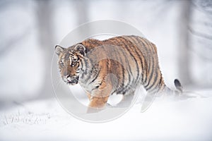 Dangerous animal in the winter on snow. Siberian tiger looking in front of his walk.