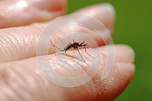 A dangerous Asian bush mosquito Aedes japonicus on the hand of a woman