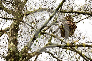 Dangerous Asian Hornet Hive.