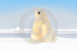 Dangerous bear sitting on the ice, beautiful blue sky. Polar bear on drift ice edge with snow and water in Norway sea. White