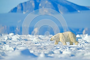 Dangerous bear sitting on the ice, beautiful blue sky. Polar bear on drift ice edge with snow and water in Norway sea. White