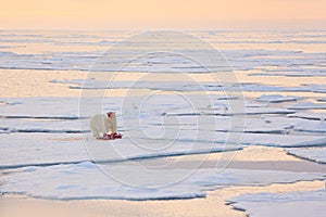 Dangerous bear sitting on the ice, beautiful blue sky. Polar bear on drift ice edge with snow and water in Norway sea. White