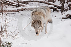 Dangerous beast hunting sniffs  Gray wolf female in the snow, beautiful strong animal in winter