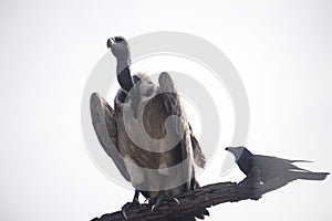 Dangerous Big vulture and crow  on dry tree branch in forest