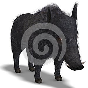 Dangerous black boar is stiff-bristled