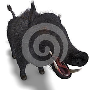 Dangerous black boar is stiff-bristled photo