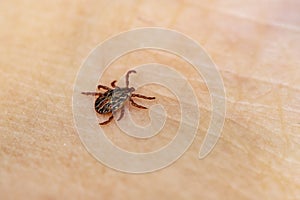 dangerous blood-sucking insect. small brown spotted mite, biological name Dermacentor marginatus on human skin