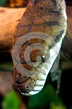 Dangerous brown snake