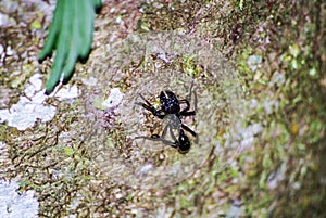 Dangerous bullet ant in the Amazon rainforest of Peru. Manu National Park