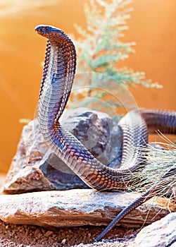 Dangerous Cobra On Rock