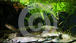 Dangerous cosmopolitan freshwater predator fish Channel catfish swim in water plants and enjoy aquarium life, killer ready to hunt