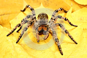 Dangerous creepy tarantula Lycosa singoriensis