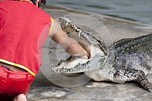 Dangerous crocodile photo