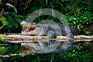 A dangerous crocodile in deep forest