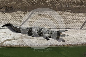 Dangerous crocodile in the national park of Agadir, Morocco