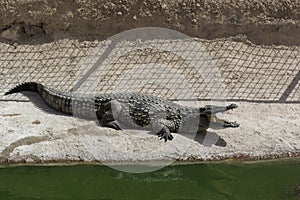 Dangerous crocodile in the national park of Agadir, Morocco photo