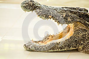 Dangerous crocodile open mouth in farm in Phuket, Thailand.