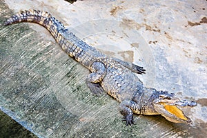 Dangerous crocodile open mouth in farm in Phuket, Thailand.