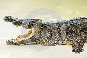 Dangerous crocodile open mouth in farm in Phuket, Thailand.