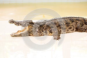 Dangerous crocodile open mouth in farm in Phuket, Thailand.