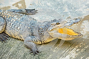 Dangerous crocodile open mouth in farm in Phuket, Thailand.