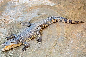 Dangerous crocodile open mouth in farm in Phuket, Thailand