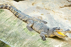 Dangerous crocodile open mouth in farm in Phuket, Thailand.