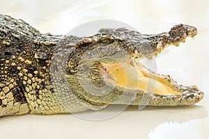 Dangerous crocodile open mouth in farm in Phuket, Thailand.