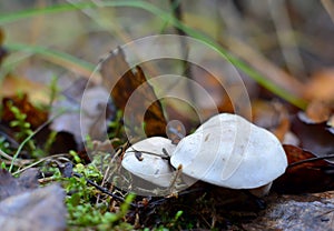 Dangerous deadly poisonous fungus for human health and life