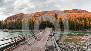 Dangerous dilapidated wooden road bridge over the Argut mountain river. Autumn panoramic view of the shallow river, forest and a