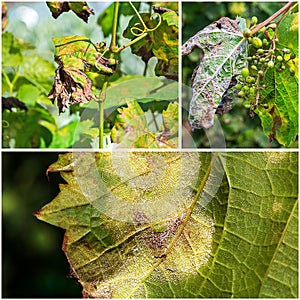 A dangerous disease of mildew grapes lat. Of plasmopara viticola