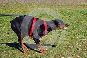 Dangerous doberman