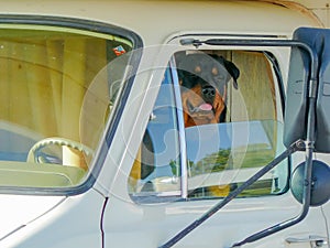 Dangerous dog driving a motorhome