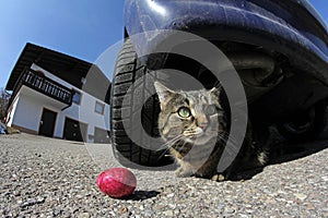 Dangerous Easter nest