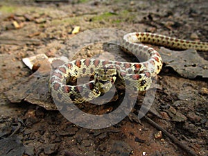 Dangerous European Ratsnake during daytime in Malta