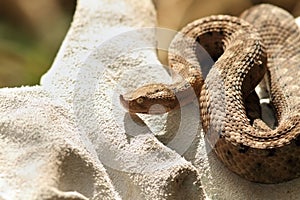 Dangerous european snake on glove