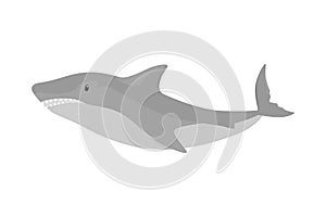 Dangerous fish shark. Aquatic predator from the sea