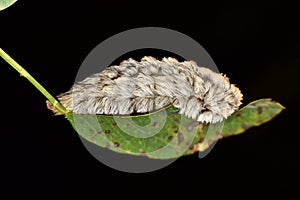 Dangerous Flannel moth caterpillar on a leaf.