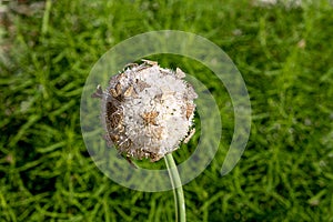 Dangerous flying insects on a flower of ornamental onions