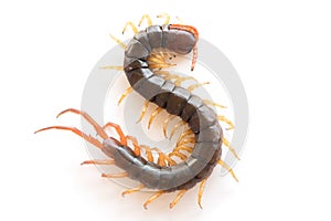 dangerous giant centipede isolate on white