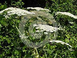 Dangerous Giant Hogweed intertwined with grapevine