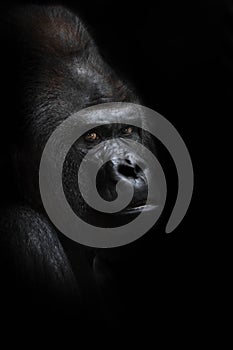 Dangerous gorilla male looking half-turned