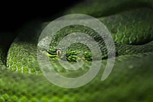 Dangerous green snake.