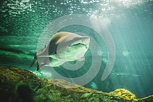 Dangerous and huge shark swimming under sea