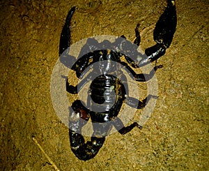 Dangerous Indian pandinus black scorpion close up macro on ground